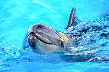 dolphin, water, blue, dolphins, fish, ocean, animal, underwater, swimming, nature, mammal