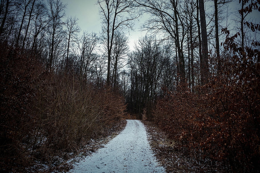 stezka, les, zimní, Ponurý les, stromy, Příroda, sníh, temný les, krajina