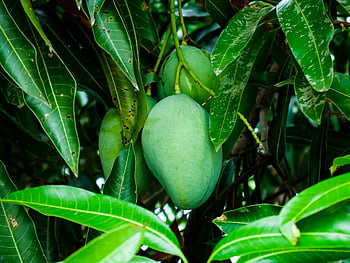 mangoes growing on trees, vibrant green mangoes, lush leaves, tropical setting, mango tree, green mangoes, tropical fruit, fruit tree, mango orchard, green fruit, tropical leaves