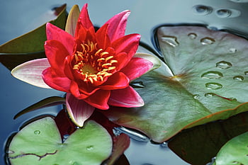 water Lily, pond, flower Background, lily Pads, flower Wallpaper, flower, petals, blossom, bloom, flora, beautiful Flowers
