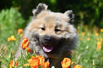 dog, dog Eurasier, dog Pure Breed, dog Olafblue, dog Olaf Blue, male, animal, black Truffle, muzzle, eye Colour Hazel, doggie
