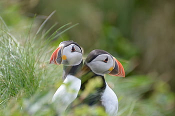 Lunne, puffin, Skotsko, ostrov, Příroda, ptáků, tráva, volně žijících živočichů, zvířat, ornitologie, fotografování ptáků