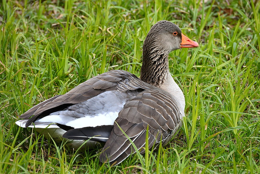 bird, greylag Goose, ornithology, species, fauna, avian, animal, beak, wildlife, water Bird, wild Goose