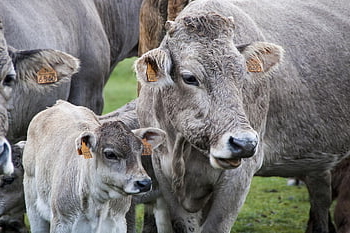 cow, veal, livestock, calf, pastures, cows, cattle Raising, animal, ruminant, breeding, milk