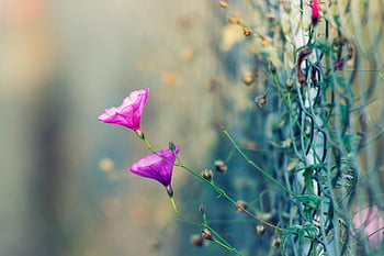 lila Blütenblätter, grauer Zyklonzaun, Selektive Fokusfotografie, pinke Blumen, Maschendrahtzaun, sonniger Tag, Nahaufnahmen, blühende Blumen, Fotografie im Freien, Naturfotografie, Blumenfotografie