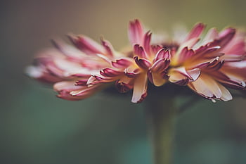 makro, blomst, baggrund, blomster, tæt på, kronblade, farverig, plante, flor, blomstre, tapet