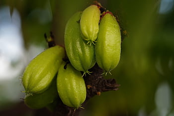 bilimbi, fruits, plant, averrhoa Bilimbi, green Fruits, acid Fruits, tree, nature, fruit, avverhoa Bilimbi, acid Fruit
