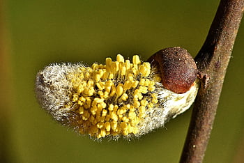 Příroda, willow catkin, zblízka, jarní probuzení, žlutá, alergie, ochlupený, pyl