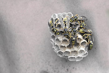 wasps, insects, nest, nature, sting, wasp Dwelling, honeycomb Structure, combs, wasp Combs, insect Nest, nest Building