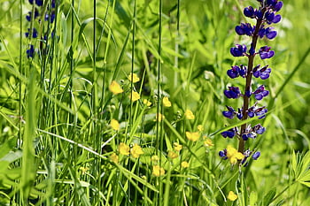 lupini, lupo, ranuncoli, farfalle, prato, prato fiorito, giallo, viola, verde, pianta da prato, natura