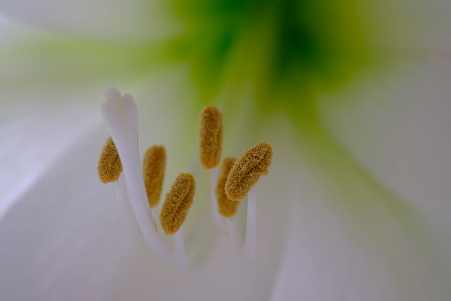 flower, bokeh, depth of field, Fujinon XF 60mm, minimal, white, green, flora, nature, close-up, macro