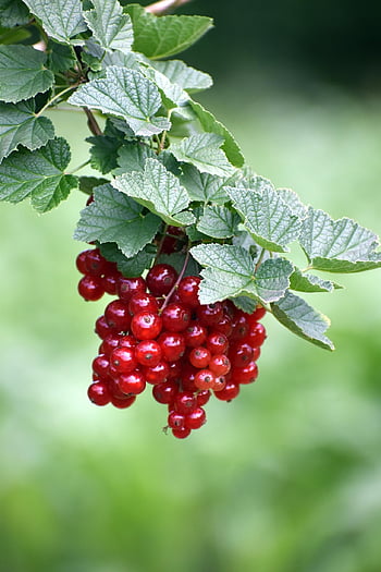 rybíz, nezralý rybíz, Rodina angrešt, keř, nezralý, bobule, Ribisel, ribes rubrum, bobulové ovoce, letní ovoce, zeleninová zahrada
