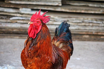 rooster, chicken, animal, farm, cockerel, hen, domestic, male, poultry, fowl, feather
