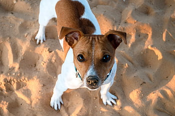 jack Russell Terrier, dog, pet, puppy, animal, canine, young Dog, friend, mammal, breed, terrier