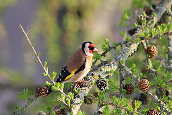 cardellino, Stieglitz, uccello, uccello canoro, albero, larice, multicolore, primavera, natura, uccello del giardino, piume