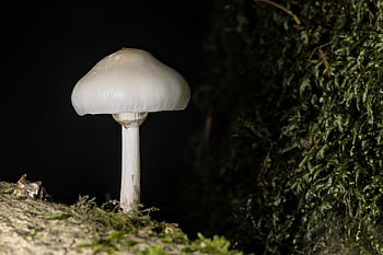 fungo, pianta, fungo velenoso, micologia, foresta, selvaggio, natura