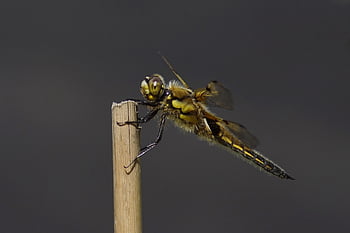 szitakötő, rovar, makró, szárnyak, szitakötő szárnyak, szárnyas rovar, Odonata, anisoptera, rovartan, fauna, természet
