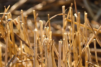 stubble, glean, stubble Field, cereal Stubble, harvest, harvested, cereals, field, halme, yellow, stalk