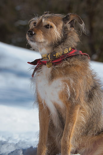podengo, dog, pet, canine, portrait, nature, animal, snow, winter, mountains