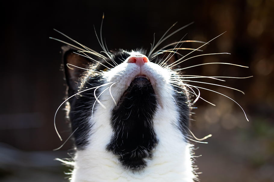 cat, nature, domestic Animal, fur, pet, whiskers, animal, mammal, black, white, close Up