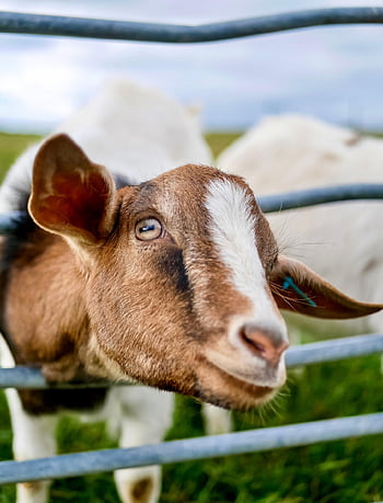 hewan, alam, kambing, mamalia, ternak, jenis, fauna
