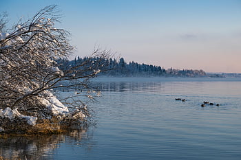 vinter-, sjö, Bank, snö, kall, landskap, vintrig, frost, skymning, natur, naturskön
