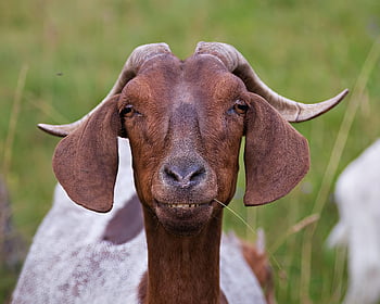 goat, animal, nature, mammal, livestock, ruminant, grass, grazing, portrait, horned