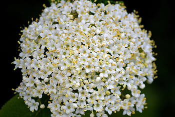 květiny, bezohlední pupeny, bezový květ, keř, květ, držák kartáč, květenství, sambucus nigra, křičet, sambucus, okrasný keř