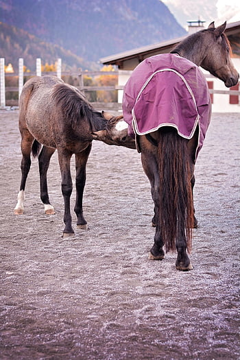 horses, pony, foal, nature, young Animal, suckle, horse Breed, coupling, drink, mare, pony Breeding