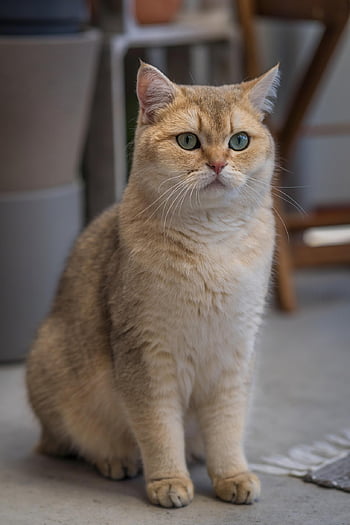 british Shorthair, breed Cat, pet, cat, domestic Animal, nature, animal, beige, sitting, view, fur