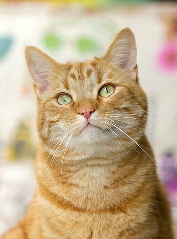orange tabby cat, green eyes, close-up, curious, short coated, brown cat, looking up, tabby, feline, pet, animal