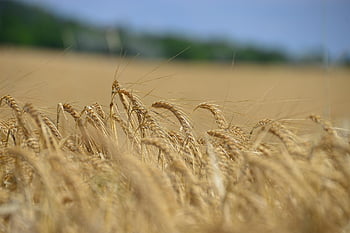 wheatfield, beautiful Nature, Wallpaper, nature, sunshine, wheat, landscape, pictures, Wallpaper 1920x1080, windows Wallpaper, beautiful
