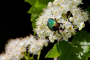 lesklý zlatý růžový brouk, běžný růžový chafer, Příroda, brouk, květinové pozadí, hmyz, cetonia aurata, opylování, květinové tapety, krásné květiny, květ