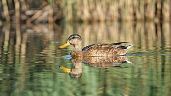 pták, kachna, ornitologie, druh, fauna, ptačí, zvíře, volně žijících živočichů, zobák, místo výskytu, Příroda