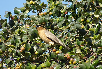 bird, myna, mynah, nature, brahminy Myna, starling, brahminy Starling, sturnia Pagodarum, bharatpur, rajasthan, india