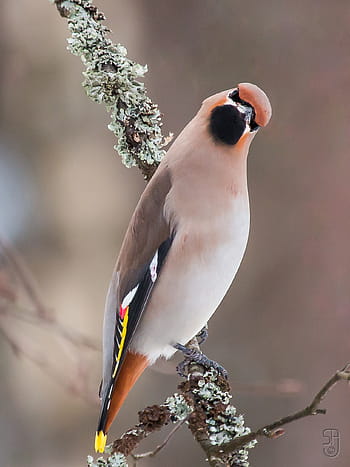 bohémský vosk, Bombycilla Garrulus, pták, zimní, Norsko, kongsberg, prohlížení ptáků, zpěvní ptáci, kánon 70d, Canon EF 100-400, zahrada