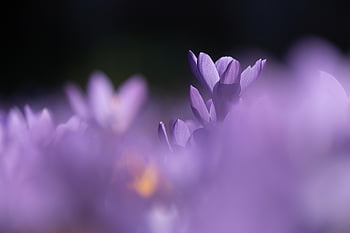 crocus, purple, flower, petals, purple Flowers, blossom, bloom, flora, violet, flower Meadow, spring