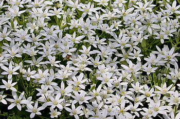 star Of Bethlehem, umbel-milchstern, milk Stars, ornithogalum Umbellatum, umbel Milk Star, plants, white Flowers, flower, petals, beautiful Flowers, flower Background