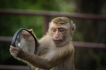 opice, zrcadlo, zrcadlení, zoo, Příroda, zvíře