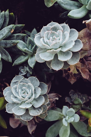 succulent plant, close-up photo, Echeveria succulents, fresh green hues, lush succulents, green succulents, succulent close-up, succulent photography, succulent garden, succulent varieties, succulent textures