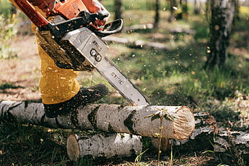 lumberjack, chainsaw, cutting birch logs, forest setting, action shot, outdoor work, tree cutting, wood harvesting, forestry, Stihl chainsaw, birch trees