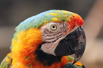 bird, parrot, multicoloured, colorful Feathers, animal, portrait, ara Ararauna, ara Erythrocephala, close Up, nature, wildlife