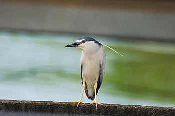 noční volavka, pták, zvíře, posazený, volavka černá, volně žijících živočichů, peří, zobák, Příroda, pozorování ptáků, detail