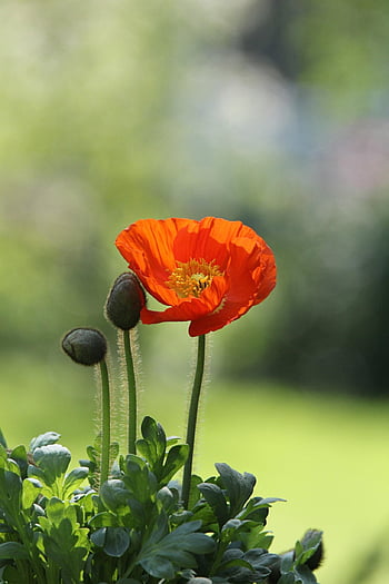 menanam, bunga, opium, opium jagung, papaver rhoeas, wallpaper bunga, merah, latar belakang bunga, bunga-bunga indah, berbunga, alam