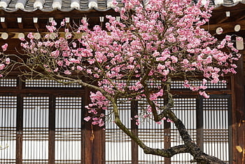 prugna, fiore di prugna, inverno, natura, pulito, Corea, fiore, primavera, fiore di pruno, pianta, carta da parati floreale