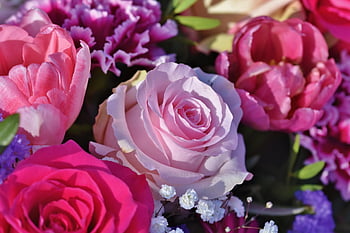 rosa, fiore di rosa, fiore, un mazzo di fiori, petali, petali di rosa, fiorire, fioritura, pianta, flora, San Valentino