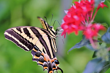 アゲハチョウ、 美しい花、 バタフライ、 熱帯の蝶、 エキゾチック、 自然、 昆虫、 花の背景、 花の壁紙、 翼、 花