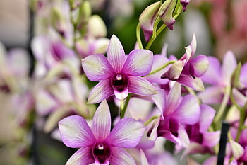 orchids, orchid Flower, flower Wallpaper, blossom, bloom, flower, plant, flower Background, nature, beautiful Flowers, exotic