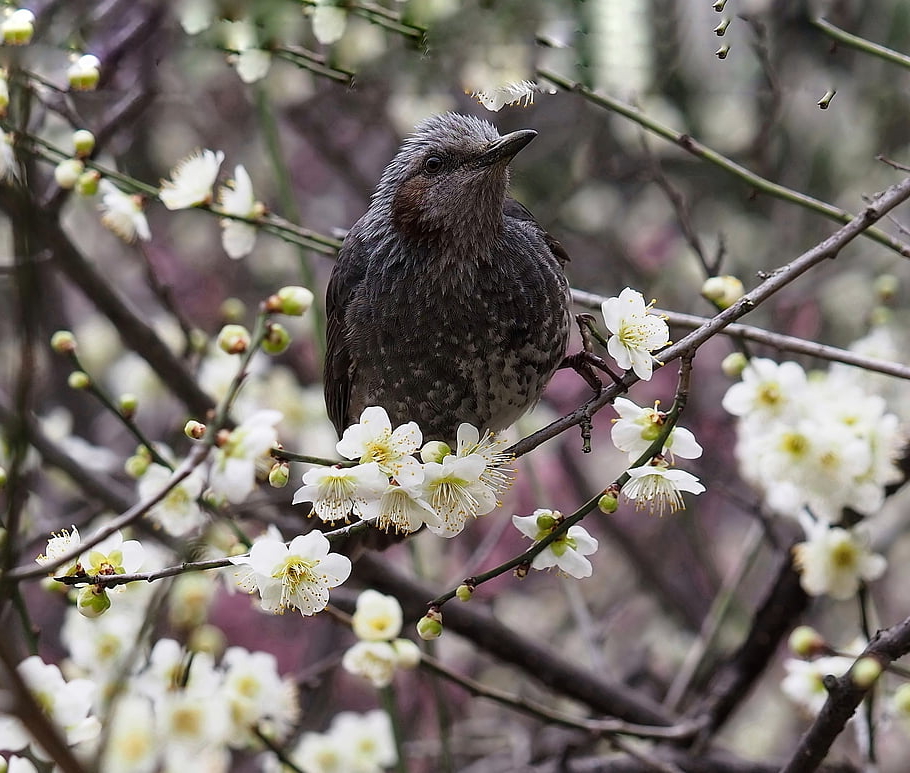 電球、 鳥、 動物、 羽毛、 美しい花、 野生動物、 自然、 フラワーズ、 梅、 春、 ブランチ