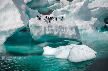 penguins, iceberg, sea, birds, animals, nature, wildlife, ice, snow, cold, winter